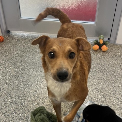 Lucille, an adoptable Jack Russell Terrier in Glenwood Springs, CO, 81601 | Photo Image 4