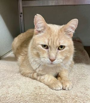 Tempest, Adult Male Domestic Short Hair