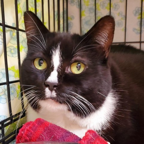 Peppermint Patty, an adoptable Domestic Short Hair in Lander, WY, 82520 | Photo Image 1