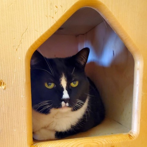 Peppermint Patty, an adoptable Domestic Short Hair in Lander, WY, 82520 | Photo Image 2