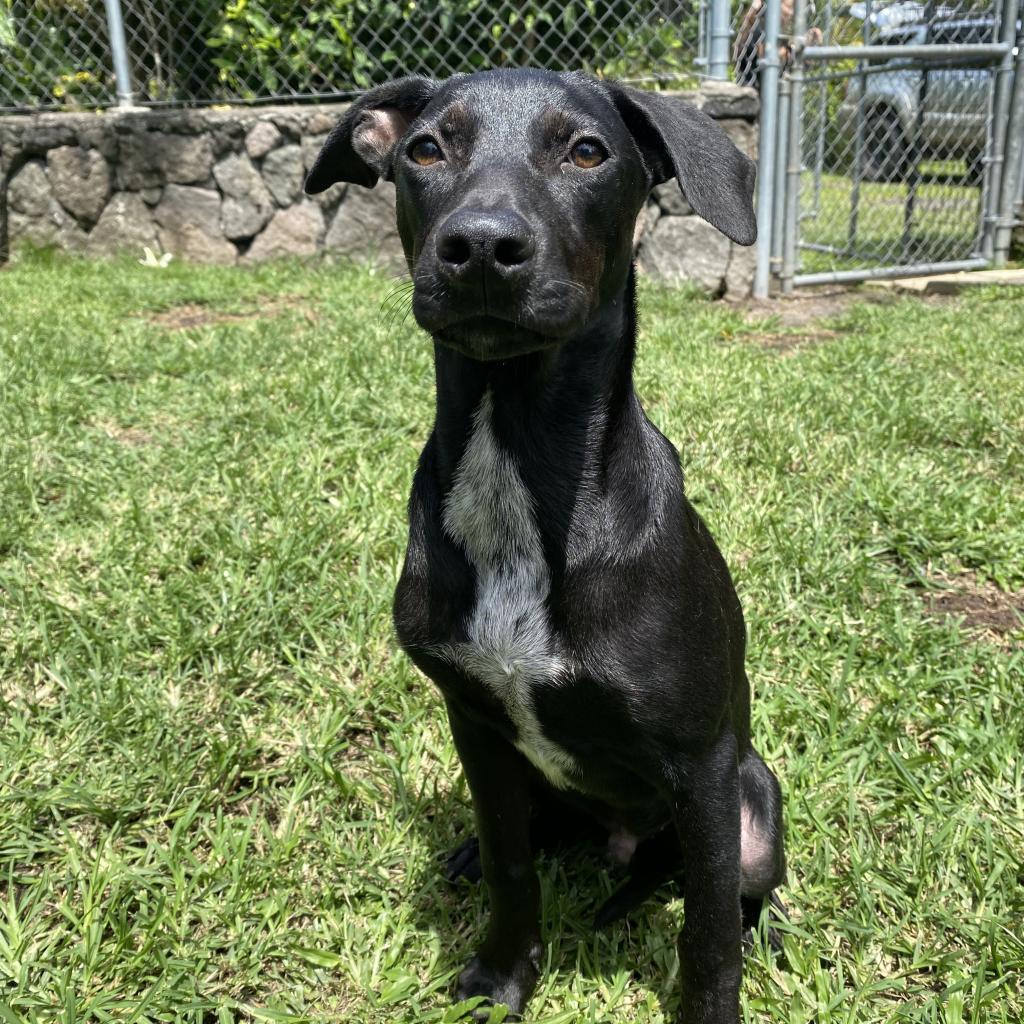 Whopper (AIR-Stray-ai122), an adoptable Mixed Breed in Keaau, HI, 96749 | Photo Image 1