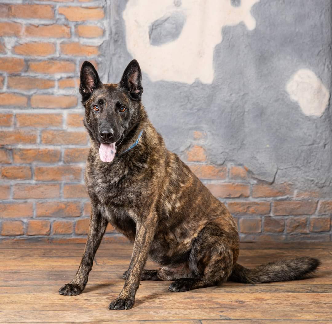 Capone, an adoptable German Shepherd Dog, Dutch Shepherd in Iroquois, IL, 60945 | Photo Image 1