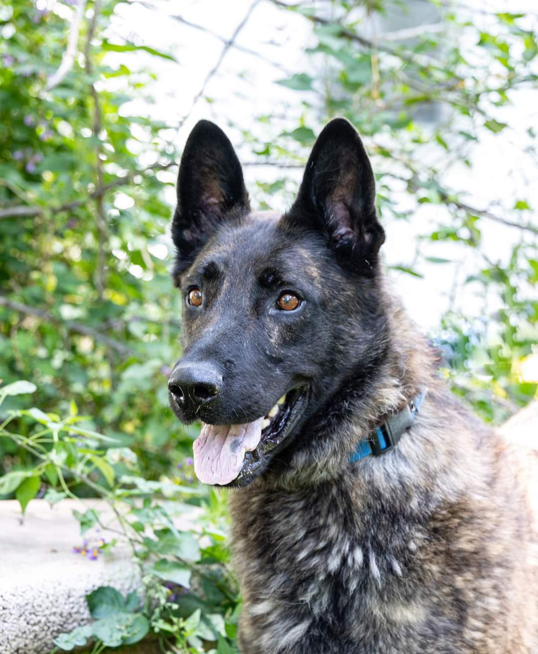 Capone, an adoptable German Shepherd Dog, Dutch Shepherd in Iroquois, IL, 60945 | Photo Image 2