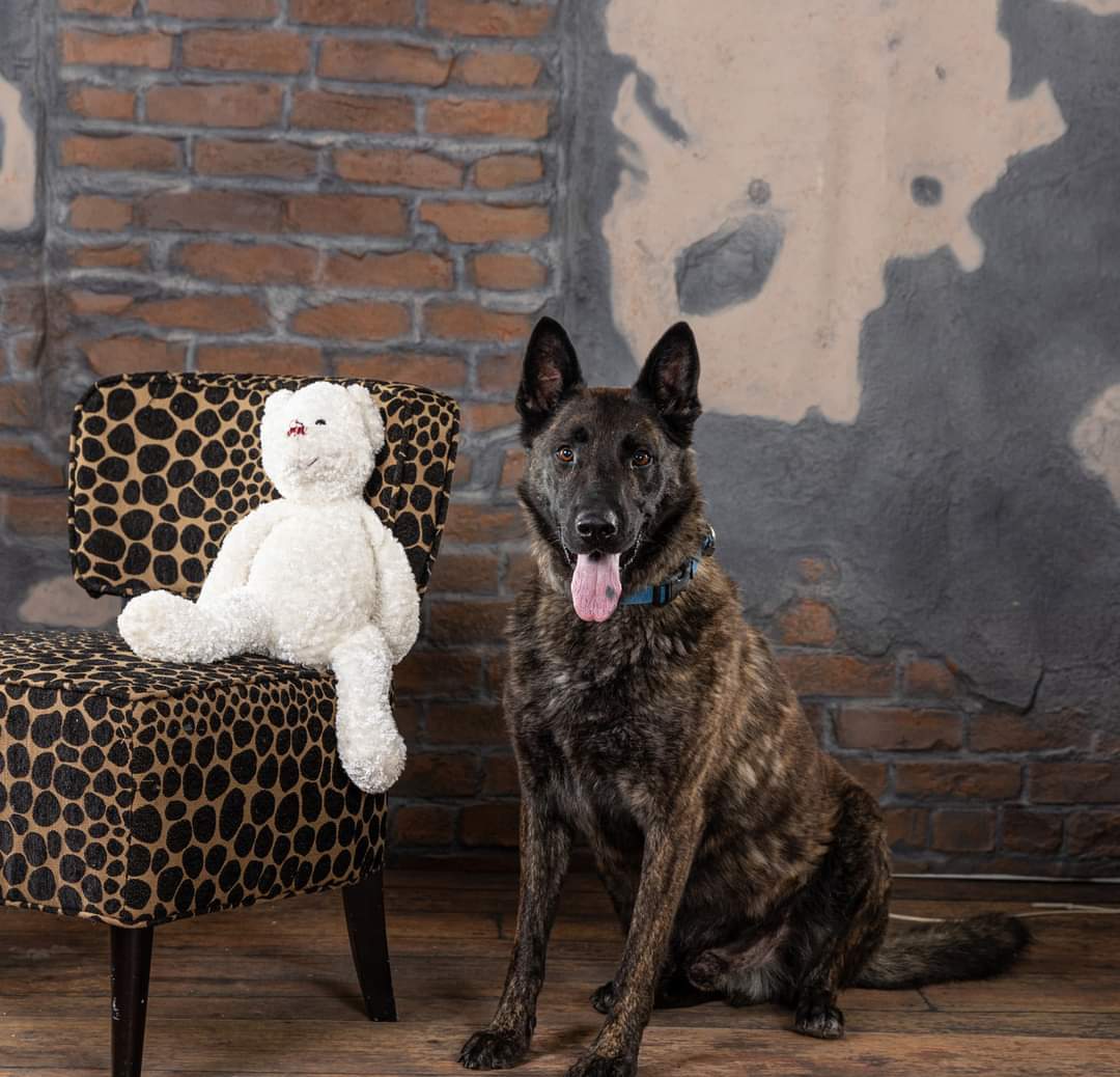 Capone, an adoptable German Shepherd Dog, Dutch Shepherd in Iroquois, IL, 60945 | Photo Image 3