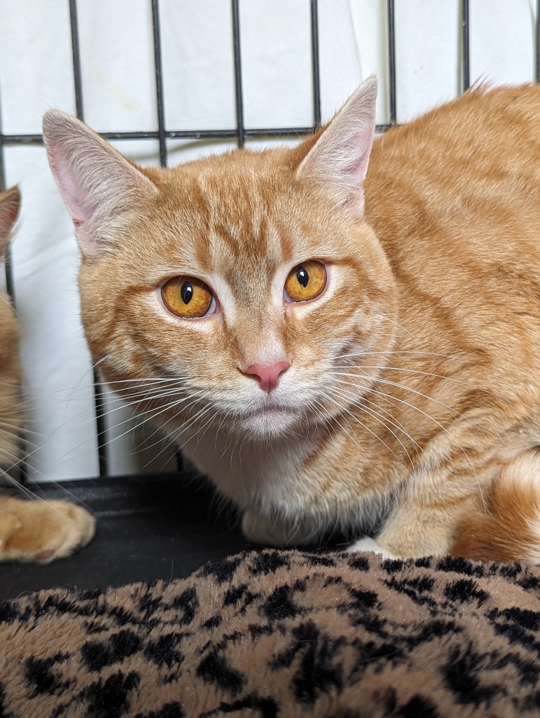 HURLEY, an adoptable Domestic Short Hair in Muskegon, MI, 49442 | Photo Image 2