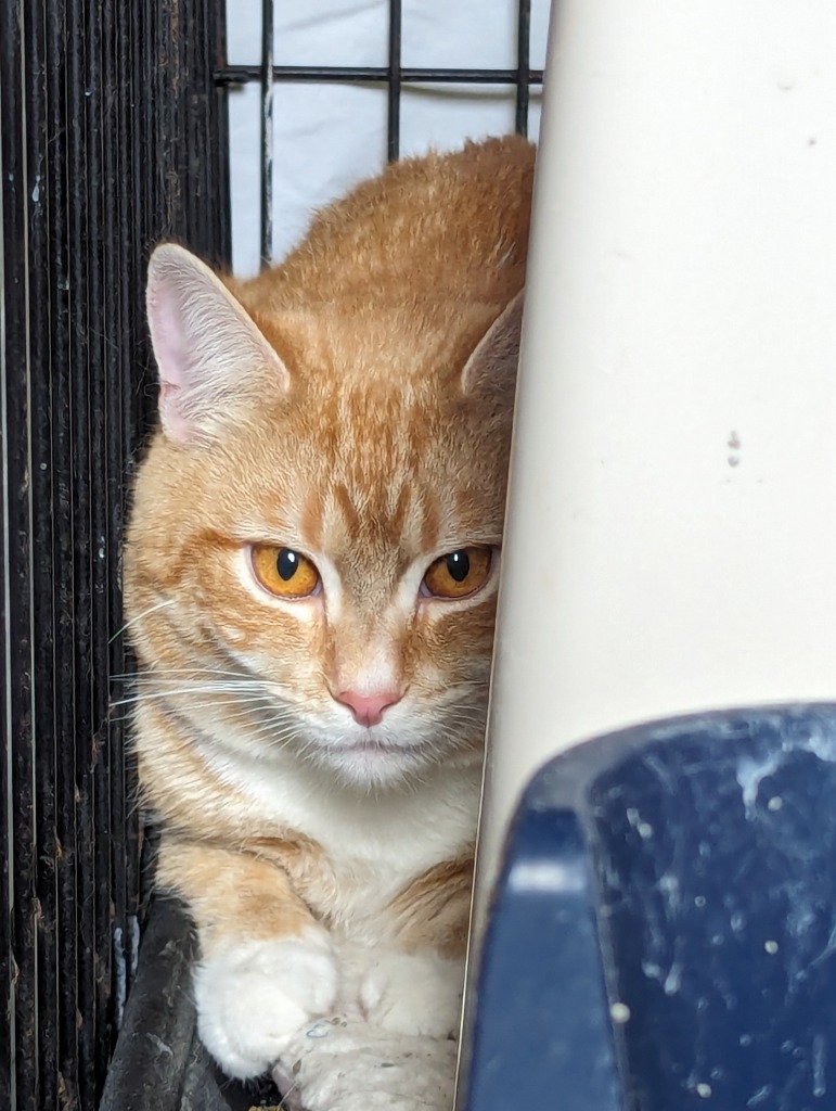 HURLEY, an adoptable Domestic Short Hair in Muskegon, MI, 49442 | Photo Image 3