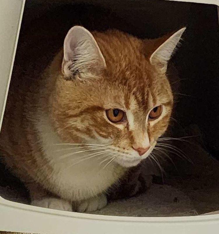 HURLEY, an adoptable Domestic Short Hair in Muskegon, MI, 49442 | Photo Image 4