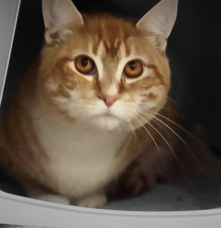 HURLEY, an adoptable Domestic Short Hair in Muskegon, MI, 49442 | Photo Image 6
