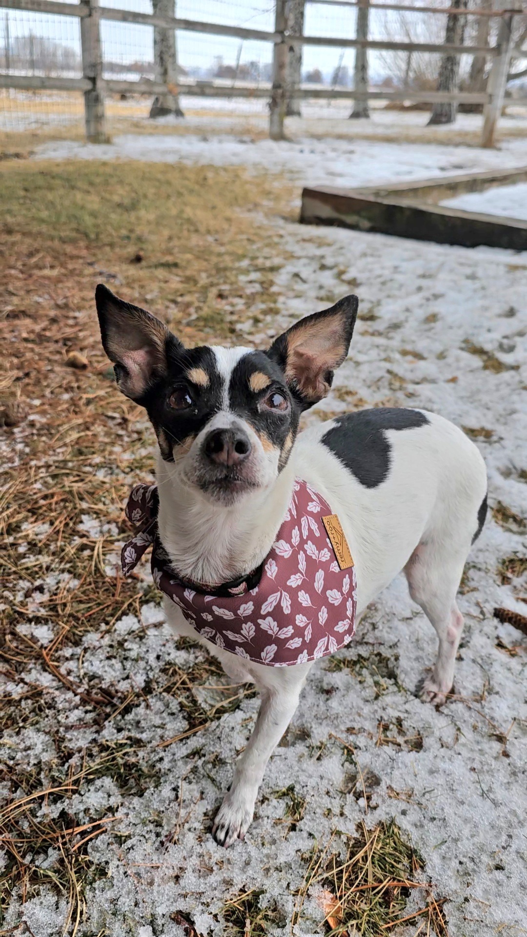 Evie, an adoptable Chihuahua in Twin Falls, ID, 83301 | Photo Image 1