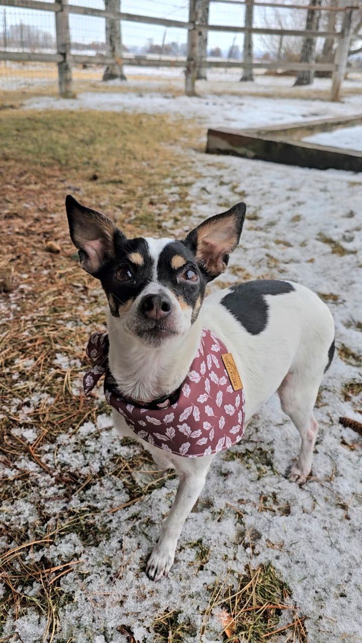 Evie 1
