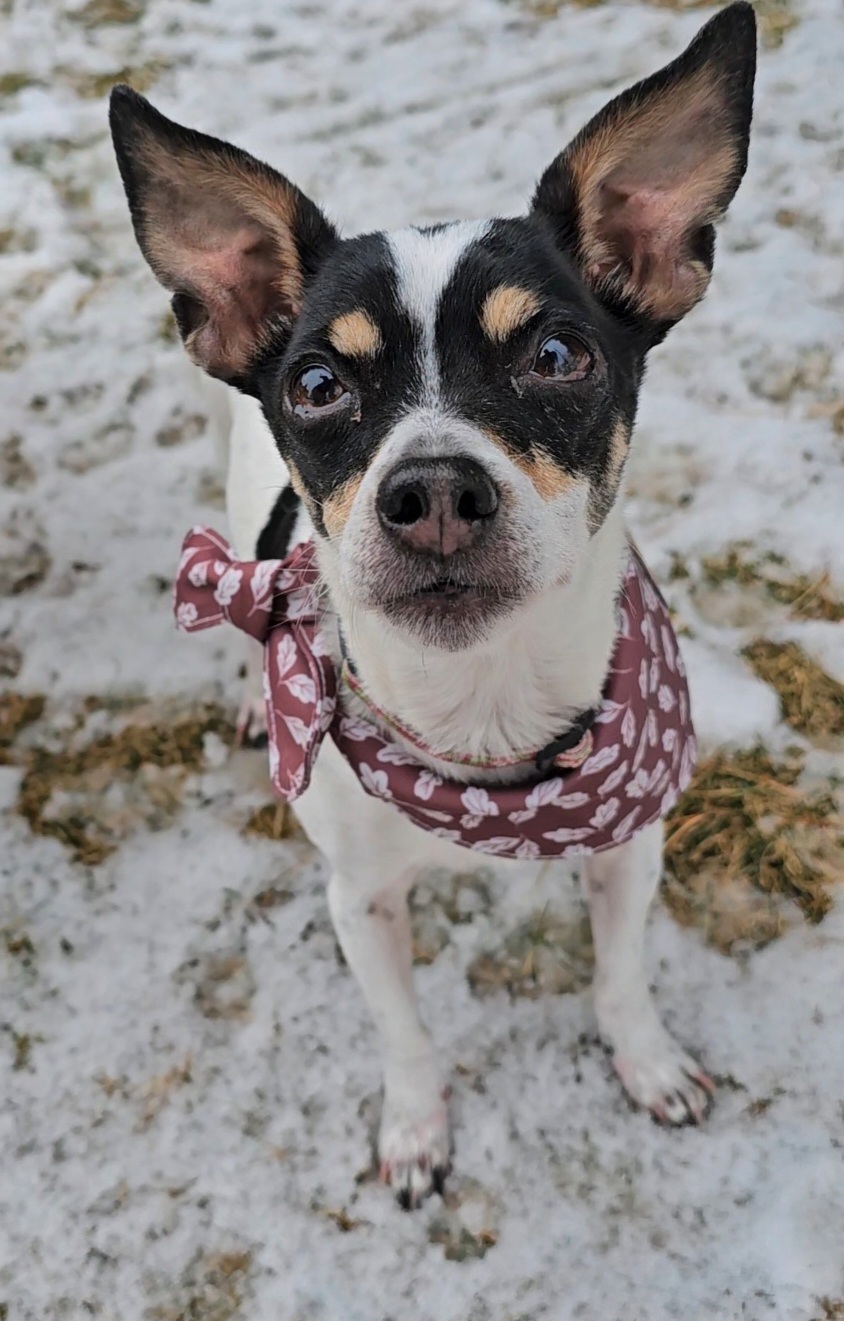 Evie, an adoptable Chihuahua in Twin Falls, ID, 83301 | Photo Image 2