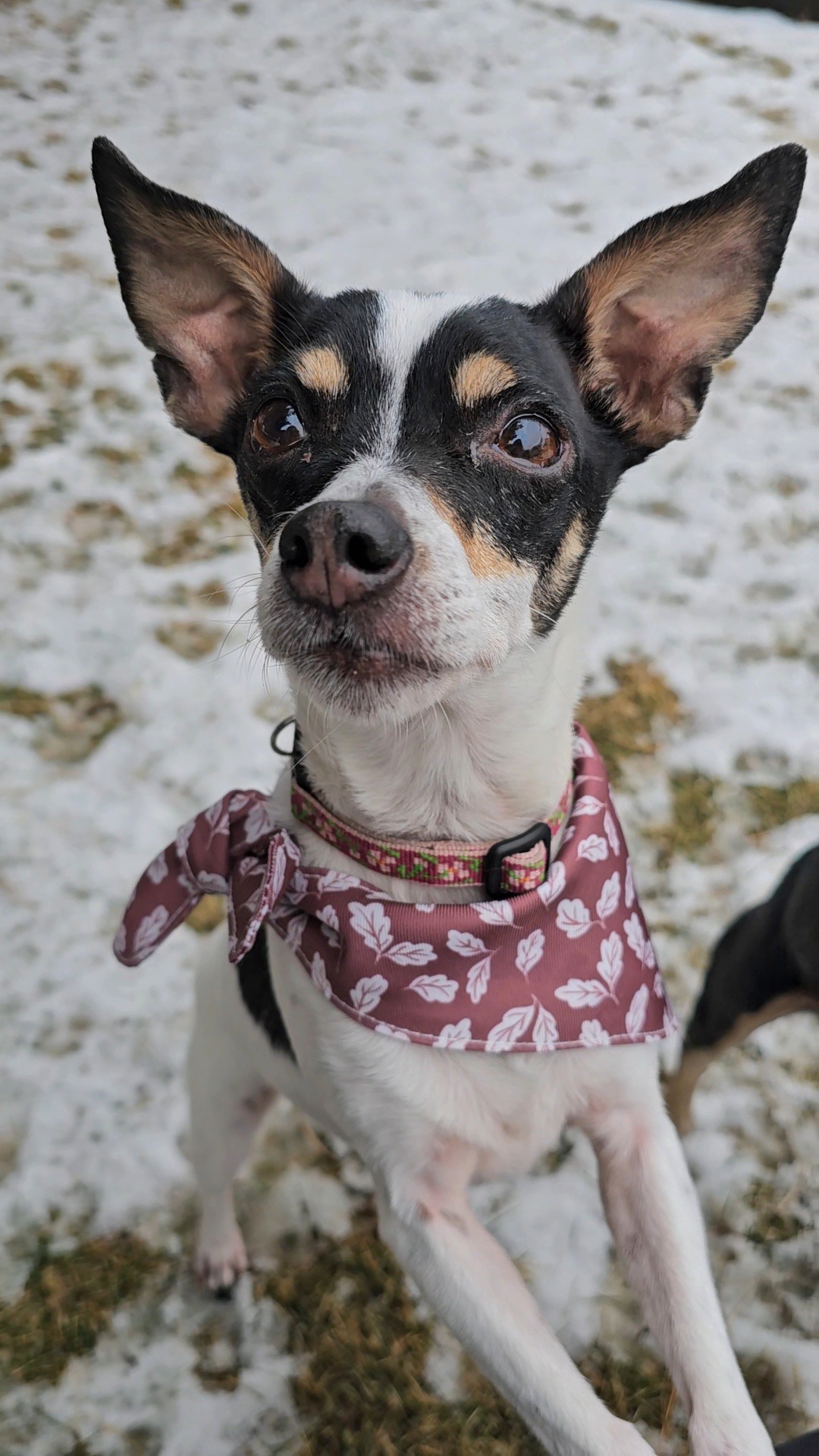 Evie, an adoptable Chihuahua in Twin Falls, ID, 83301 | Photo Image 3