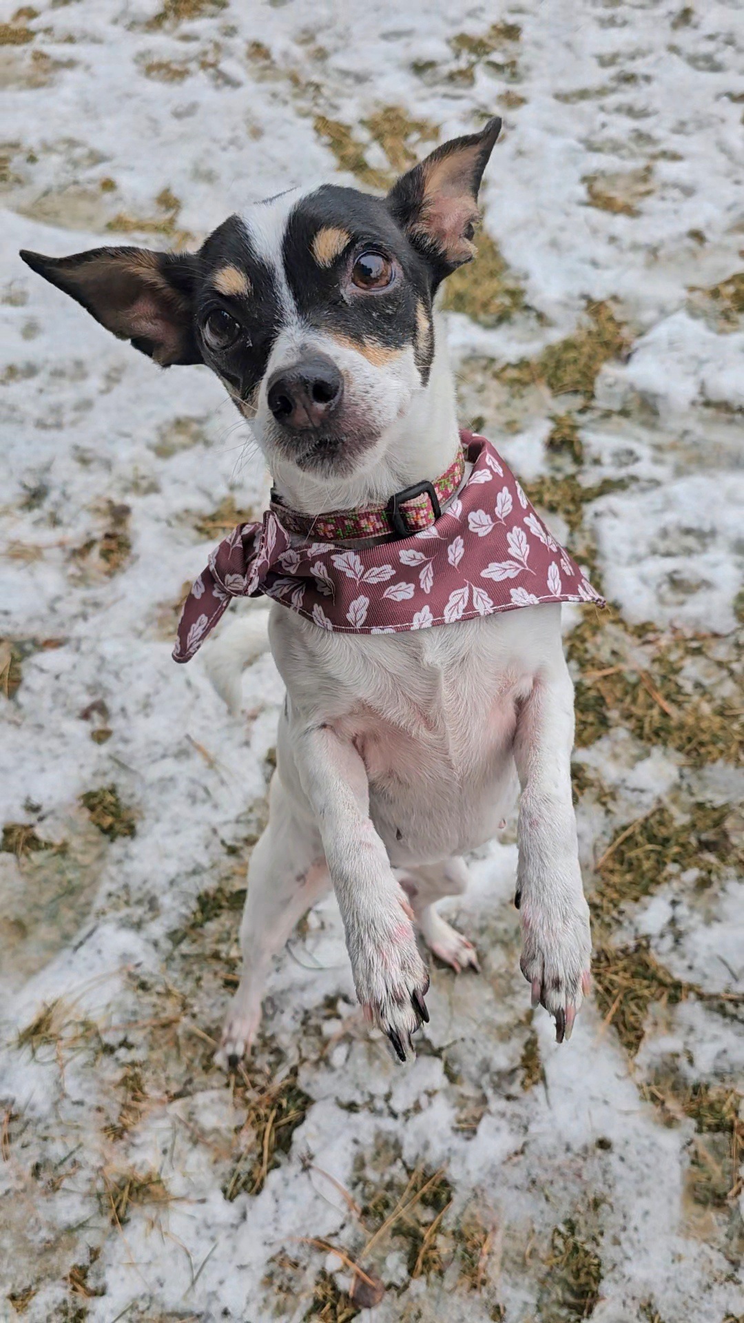 Evie, an adoptable Chihuahua in Twin Falls, ID, 83301 | Photo Image 4