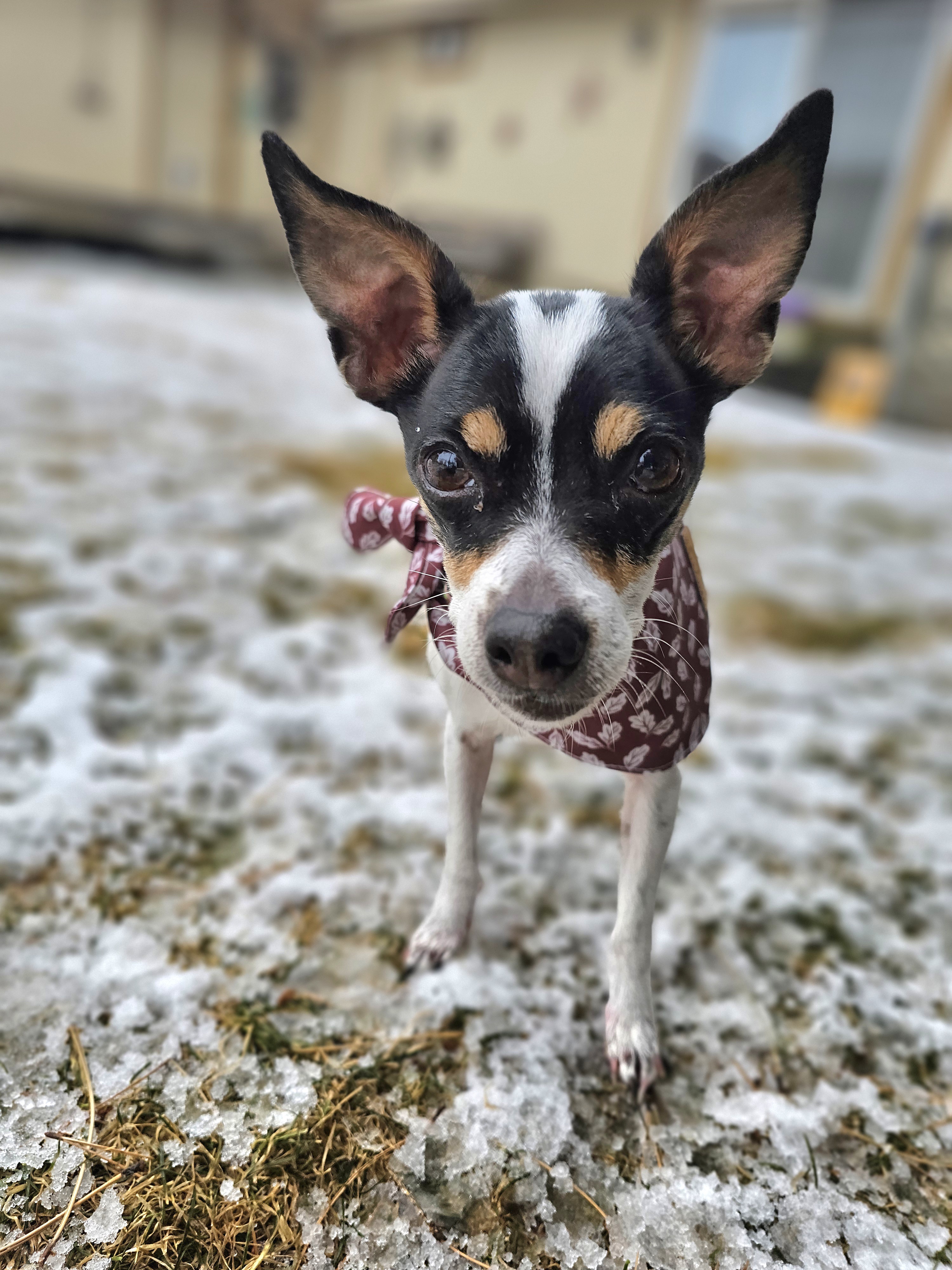 Evie, an adoptable Chihuahua in Twin Falls, ID, 83301 | Photo Image 5