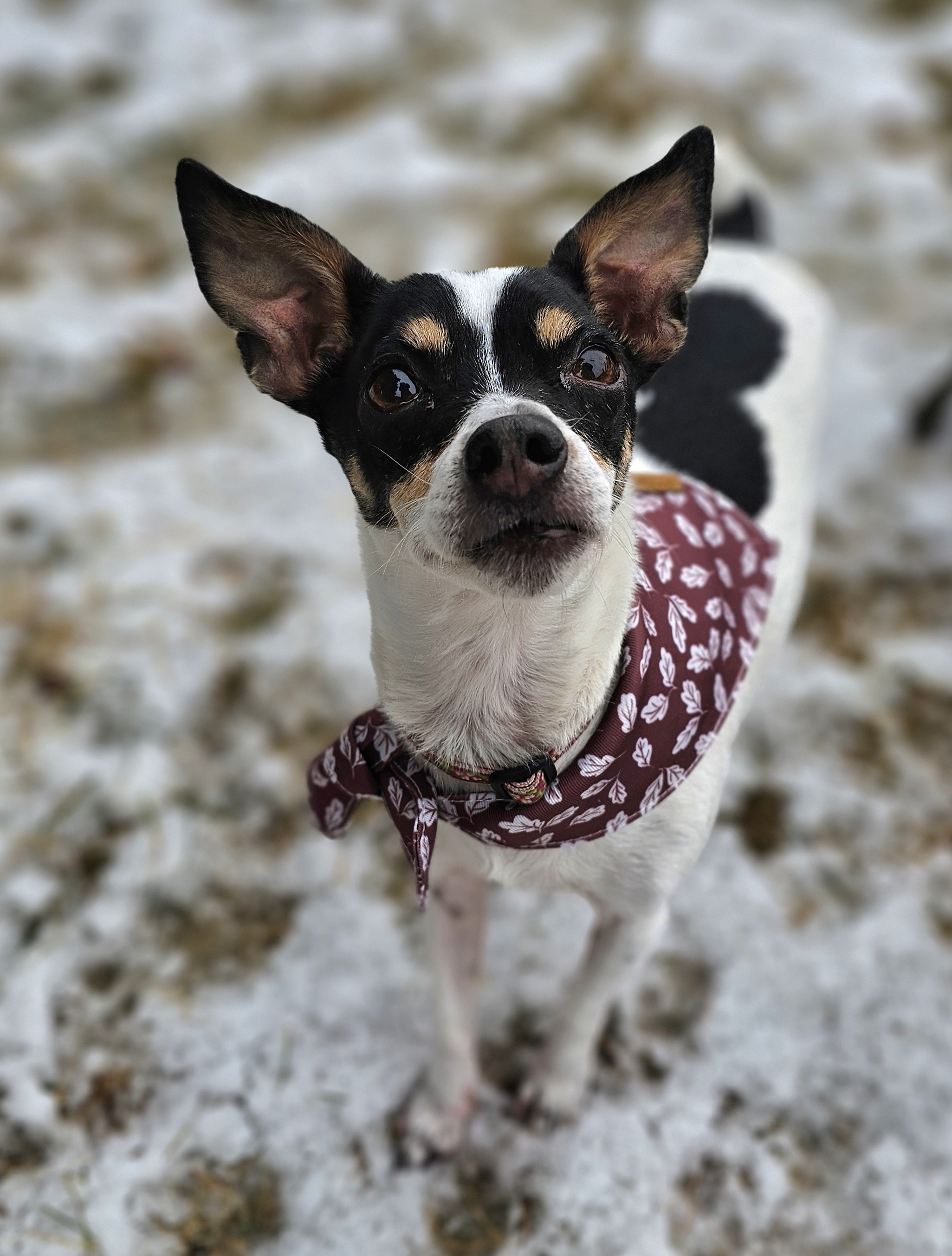 Evie, an adoptable Chihuahua in Twin Falls, ID, 83301 | Photo Image 6