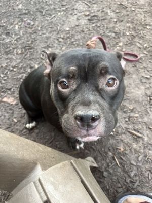 Royal - IN FOSTER