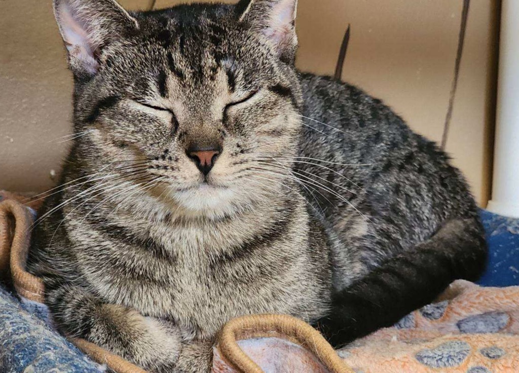 GIGI, an adoptable Domestic Short Hair in Muskegon, MI, 49442 | Photo Image 1