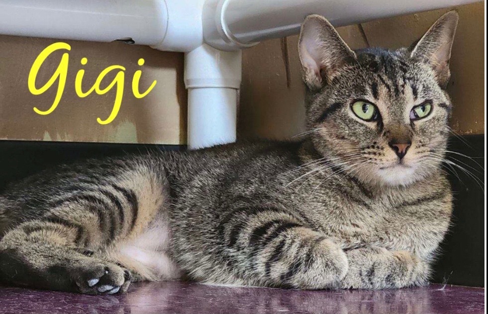 GIGI, an adoptable Domestic Short Hair in Muskegon, MI, 49442 | Photo Image 2