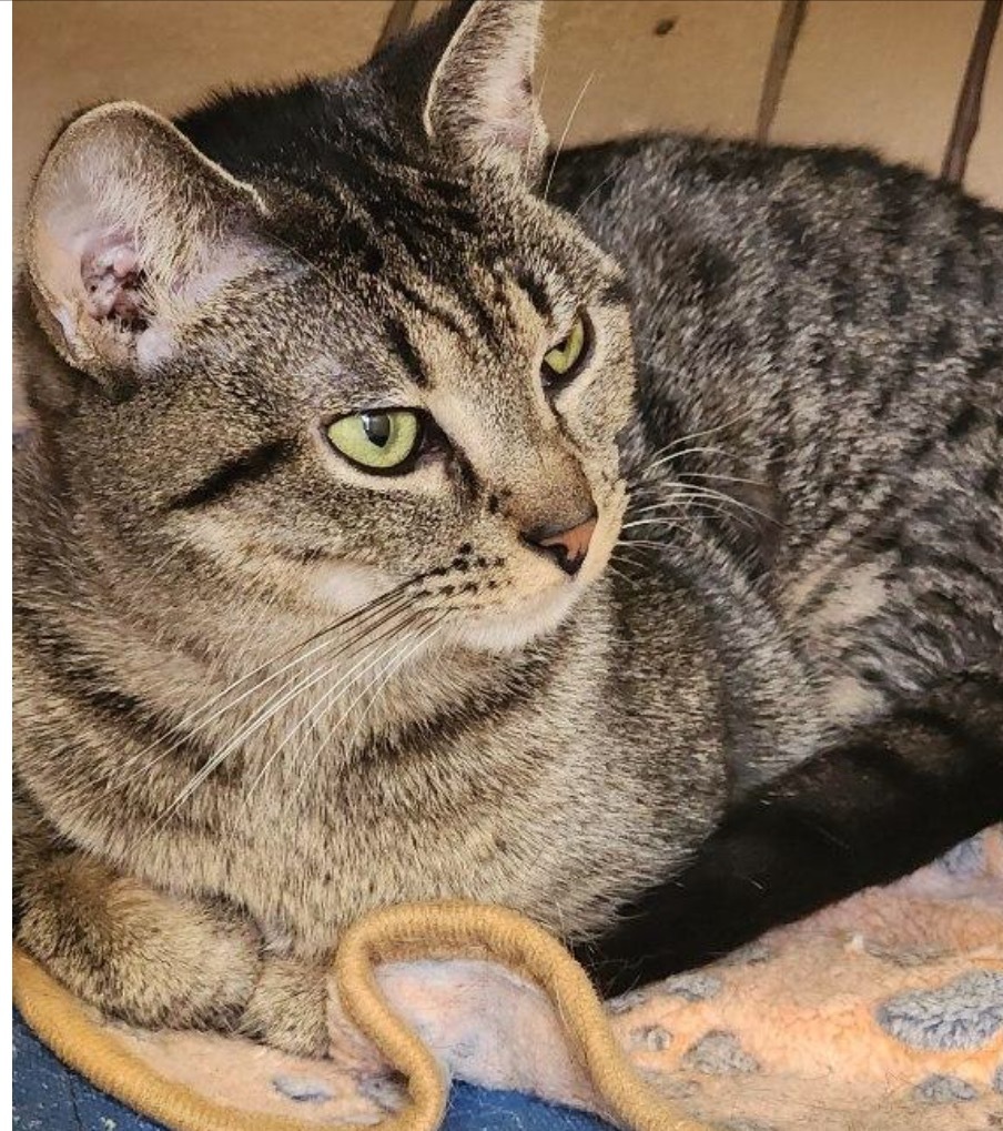GIGI, an adoptable Domestic Short Hair in Muskegon, MI, 49442 | Photo Image 3
