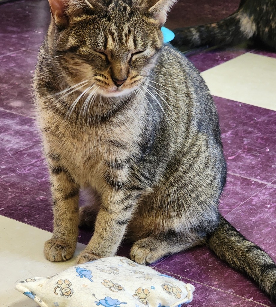 GIGI, an adoptable Domestic Short Hair in Muskegon, MI, 49442 | Photo Image 4