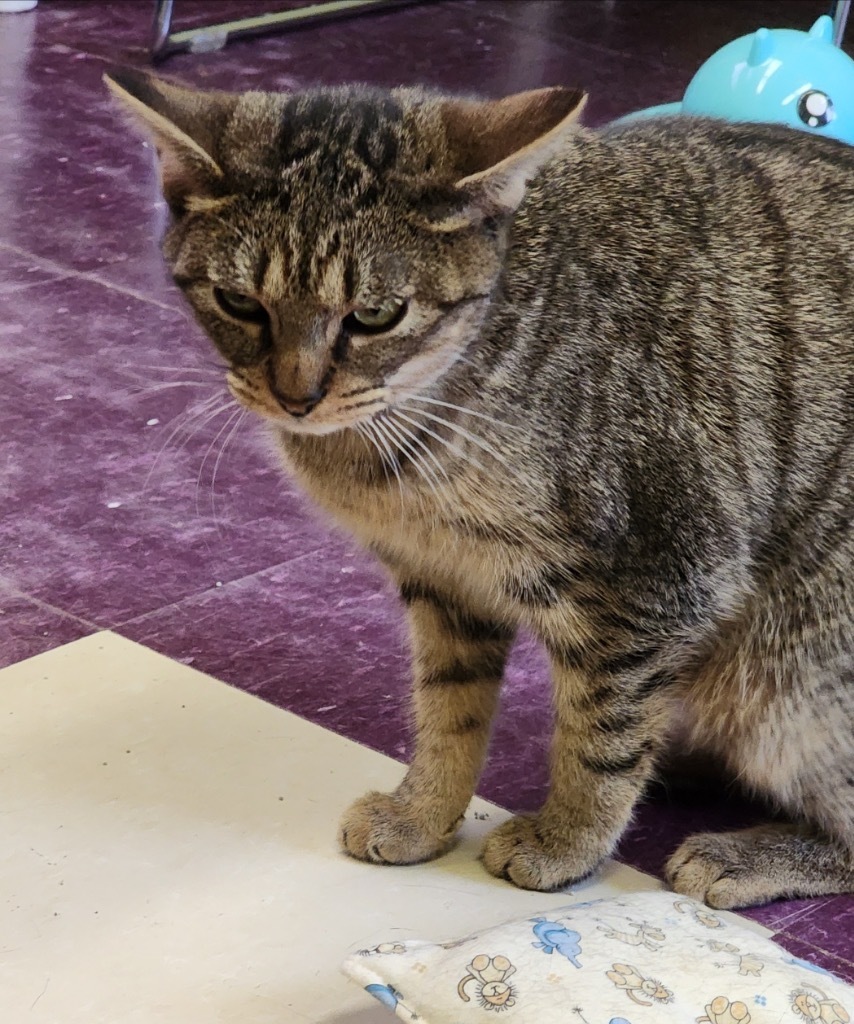 GIGI, an adoptable Domestic Short Hair in Muskegon, MI, 49442 | Photo Image 5