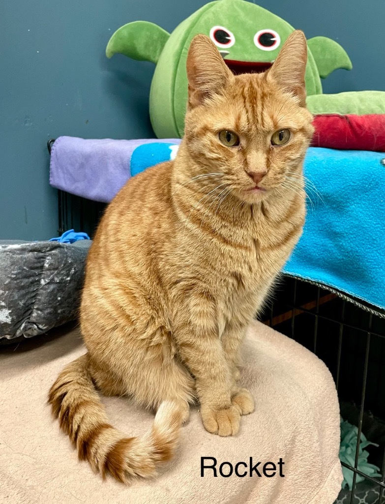 ROCKET, an adoptable Domestic Short Hair in Muskegon, MI, 49442 | Photo Image 1