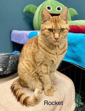 ROCKET, Adult Male Domestic Short Hair