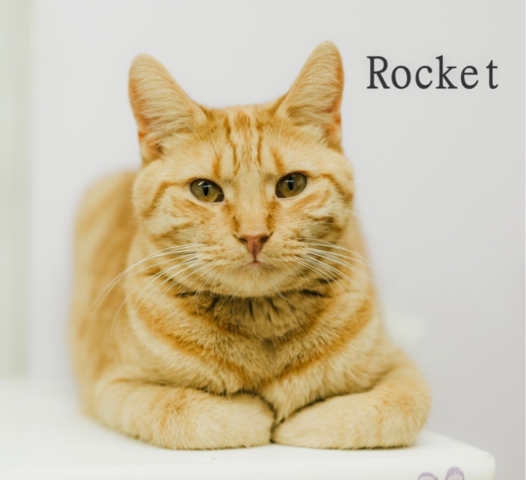 ROCKET, an adoptable Domestic Short Hair in Muskegon, MI, 49442 | Photo Image 2