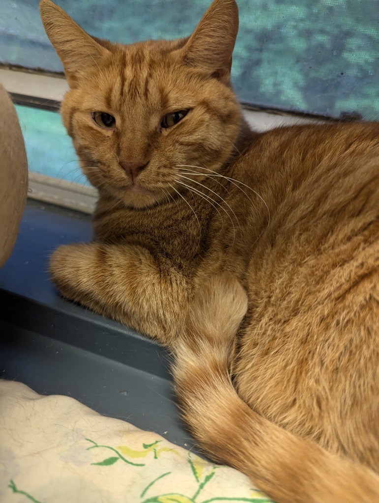 ROCKET, an adoptable Domestic Short Hair in Muskegon, MI, 49442 | Photo Image 3