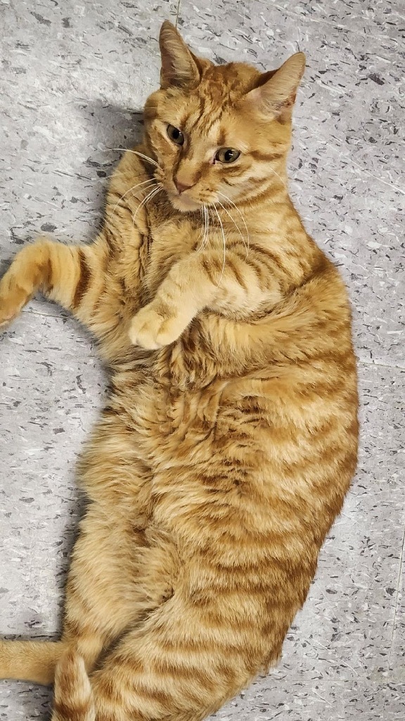 ROCKET, an adoptable Domestic Short Hair in Muskegon, MI, 49442 | Photo Image 5