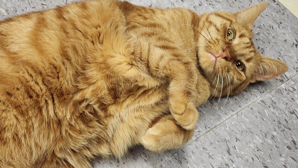 ROCKET, an adoptable Domestic Short Hair in Muskegon, MI, 49442 | Photo Image 6