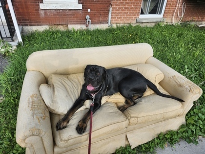 Buck, an adoptable Mixed Breed in Montreal, QC, H4P 1X4 | Photo Image 1