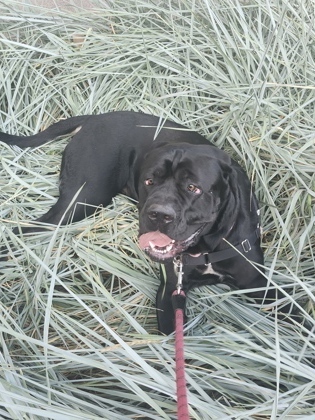 Buck, an adoptable Mixed Breed in Montreal, QC, H4P 1X4 | Photo Image 2