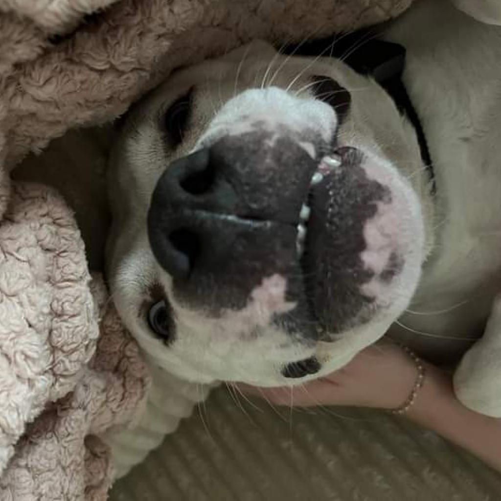Tallulah