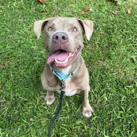 Snickerdoodle, an adoptable Pit Bull Terrier in Kailua Kona, HI, 96740 | Photo Image 1