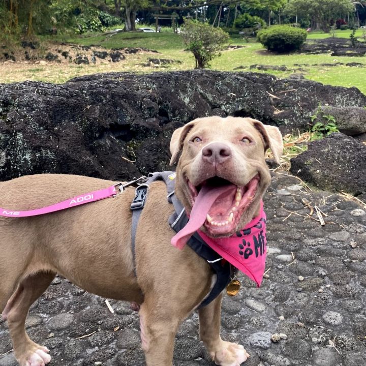 Snickerdoodle 1