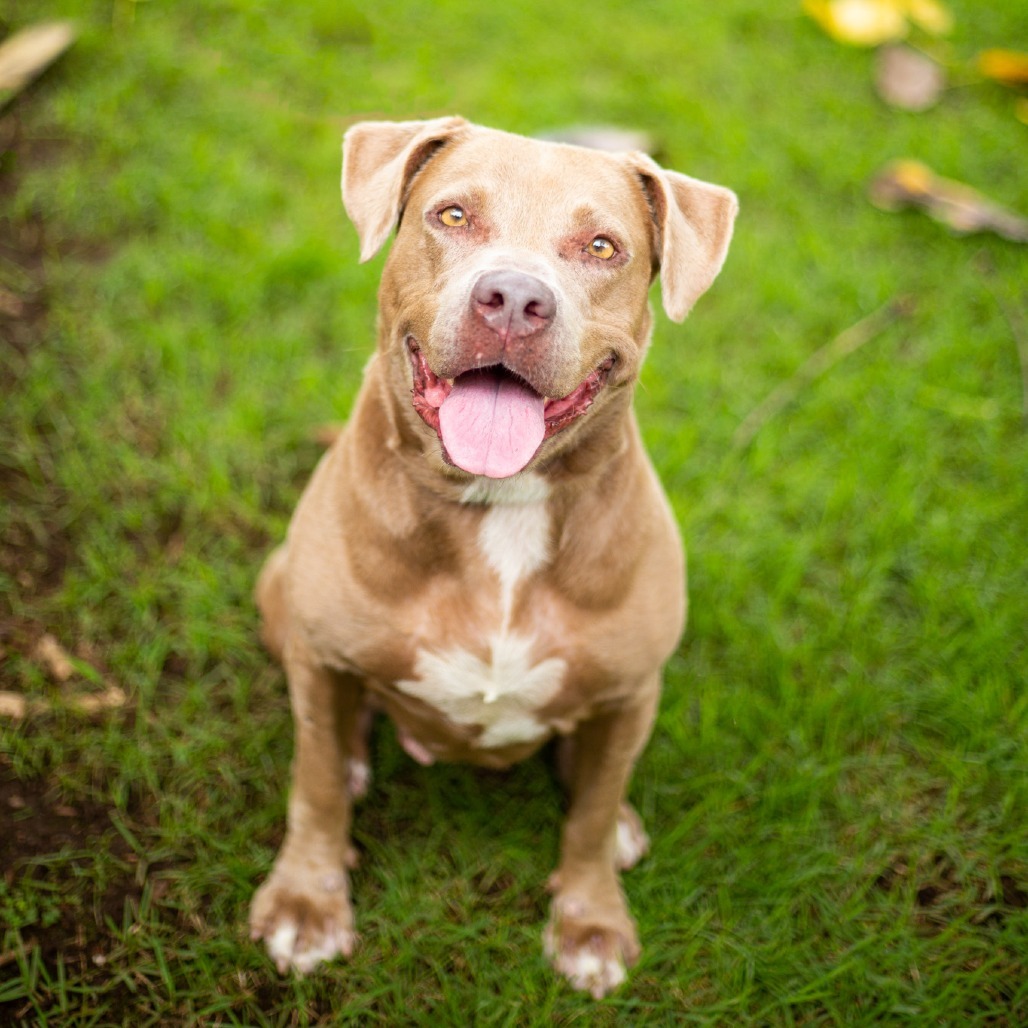 Snickerdoodle, an adoptable Mixed Breed in Kailua Kona, HI, 96740 | Photo Image 1