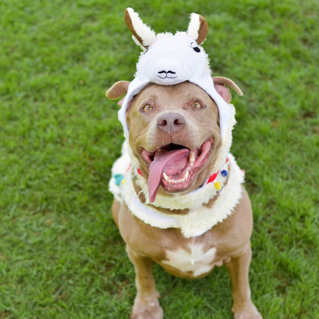 Snickerdoodle, an adoptable Mixed Breed in Kailua Kona, HI, 96740 | Photo Image 1