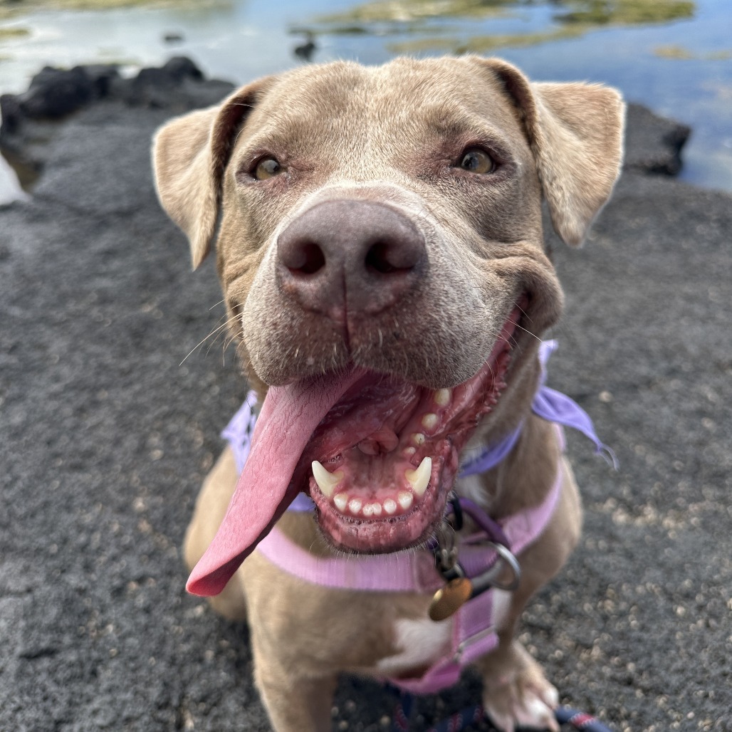 Snickerdoodle