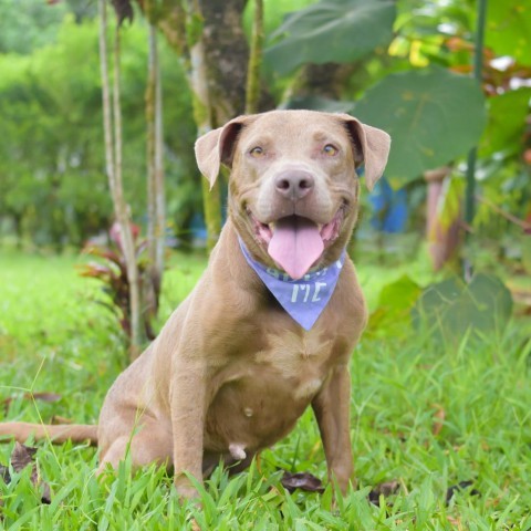 Snickerdoodle, an adoptable Pit Bull Terrier in Kailua Kona, HI, 96740 | Photo Image 2