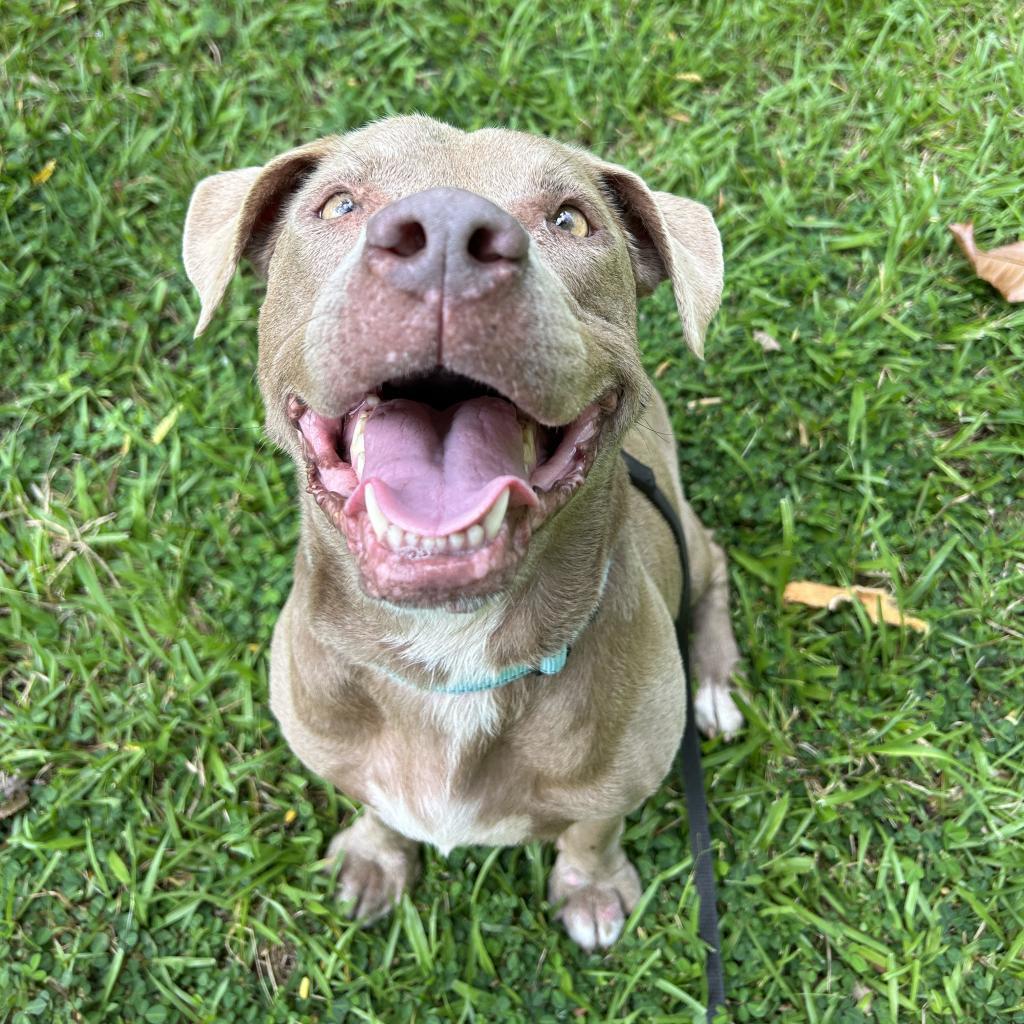 Snickerdoodle, an adoptable Mixed Breed in Kailua Kona, HI, 96740 | Photo Image 2