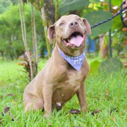 Snickerdoodle, an adoptable Pit Bull Terrier in Kailua Kona, HI, 96740 | Photo Image 3