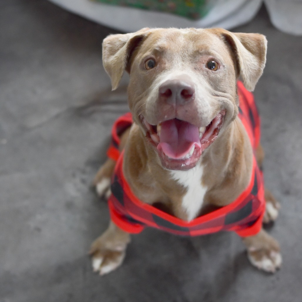 Snickerdoodle, an adoptable Mixed Breed in Kailua Kona, HI, 96740 | Photo Image 6