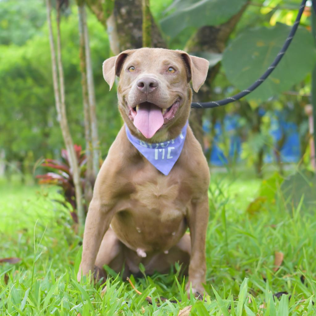 Snickerdoodle, an adoptable Mixed Breed in Kailua Kona, HI, 96740 | Photo Image 6