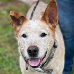 Red, Senior Male Mixed Breed