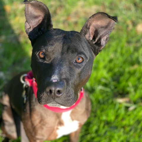 Delilah