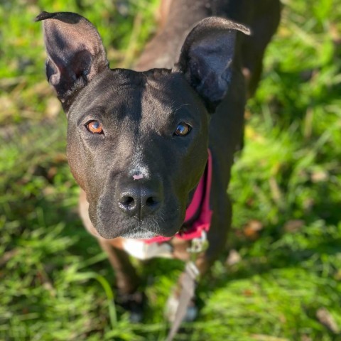 Delilah