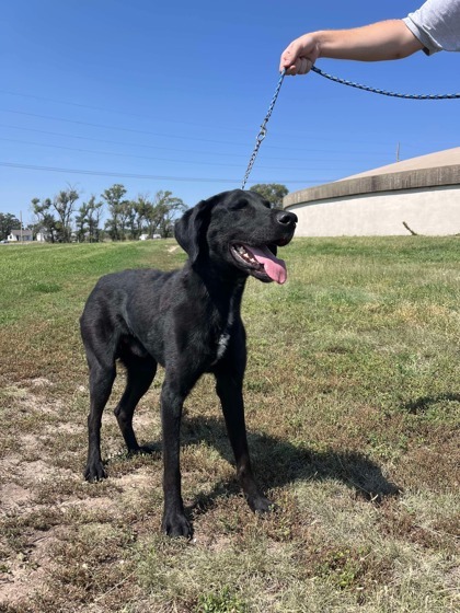 Cody, an adoptable Labrador Retriever, Mixed Breed in McCook, NE, 69001 | Photo Image 1