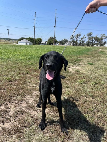 Cody, an adoptable Labrador Retriever, Mixed Breed in McCook, NE, 69001 | Photo Image 2