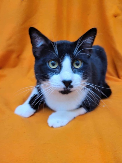 Soo, an adoptable Domestic Short Hair in McCook, NE, 69001 | Photo Image 2